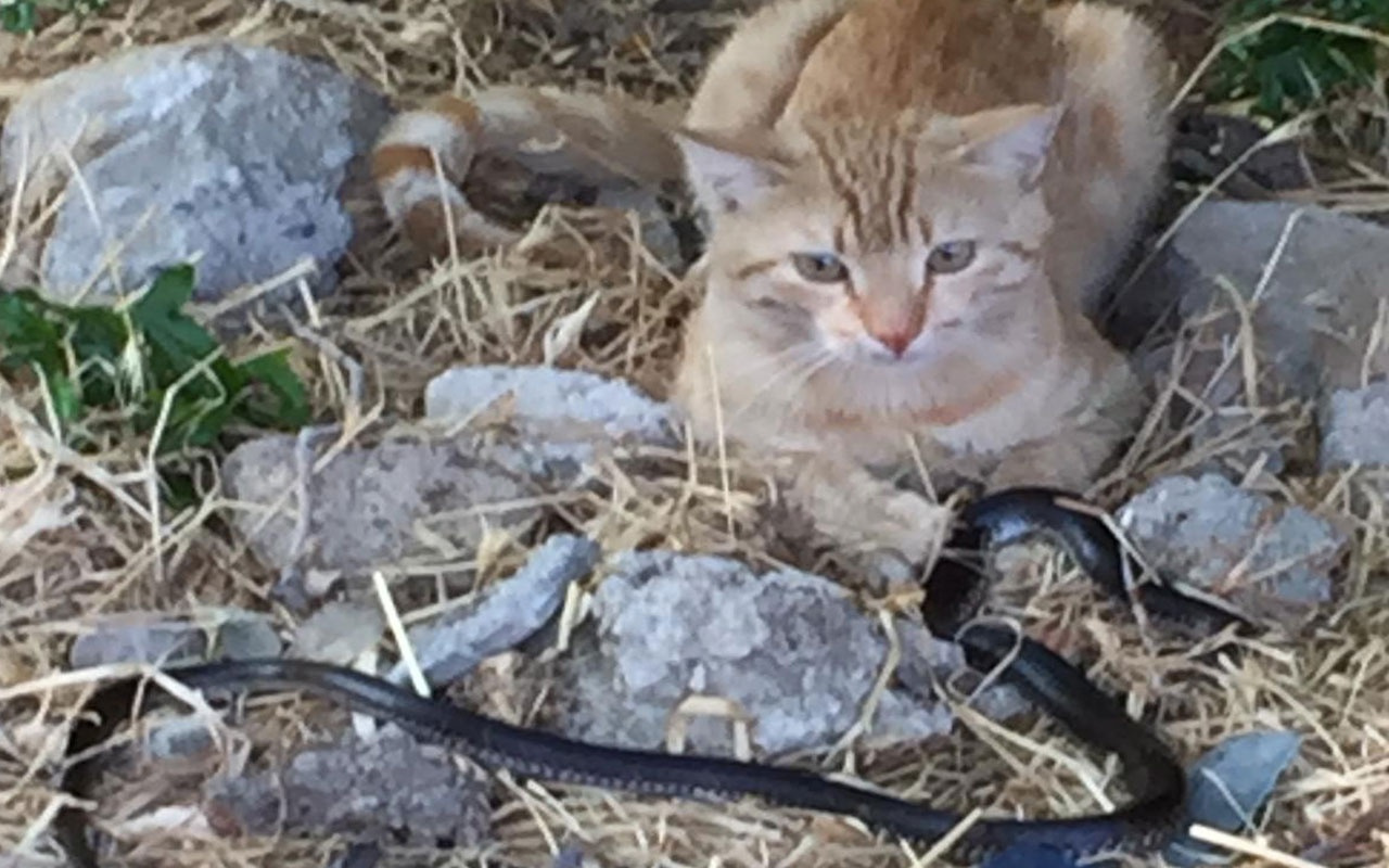 Adıyaman’da psikopat kedinin yılanla oyunu