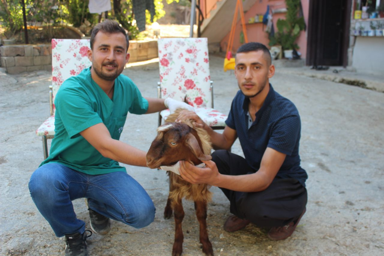 Hatay'da çift cinsiyetli oğlak 'Şekernaz' görenleri şaşkına çeviriyor