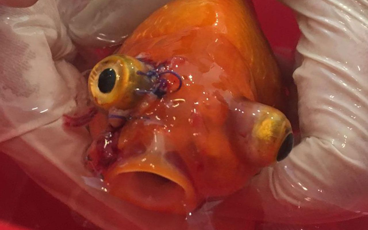 Japon balığına dev operasyon başındaki büyük tümör alındı