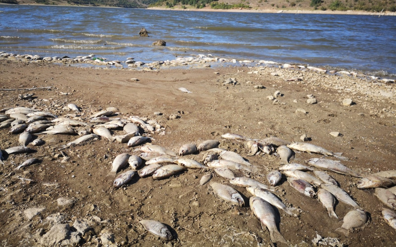 Bursa Boğazköy Barajı'nda kıyıya vuran ölü balıklar tedirgin etti