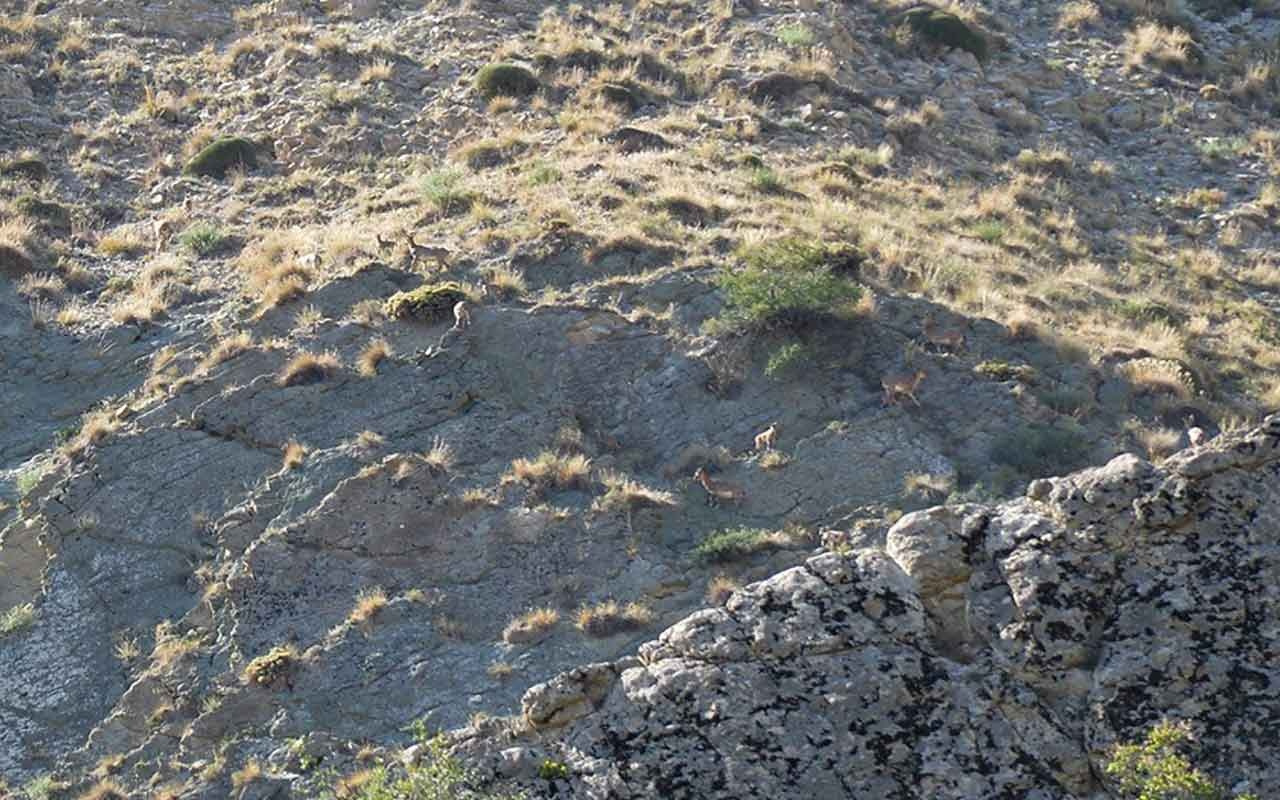 Erzurum'da yaban keçi sürüsü kameralara yansıdı