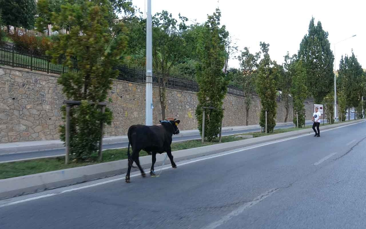 E-5 karayolunda kaçan boğayı yakalamak için ekipler seferber oldu