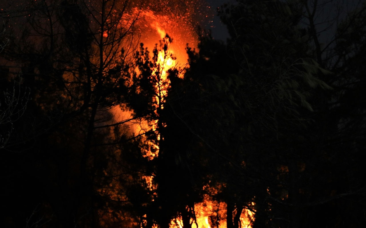 Eskişehir Seyitgazi ilçesinde orman yangını