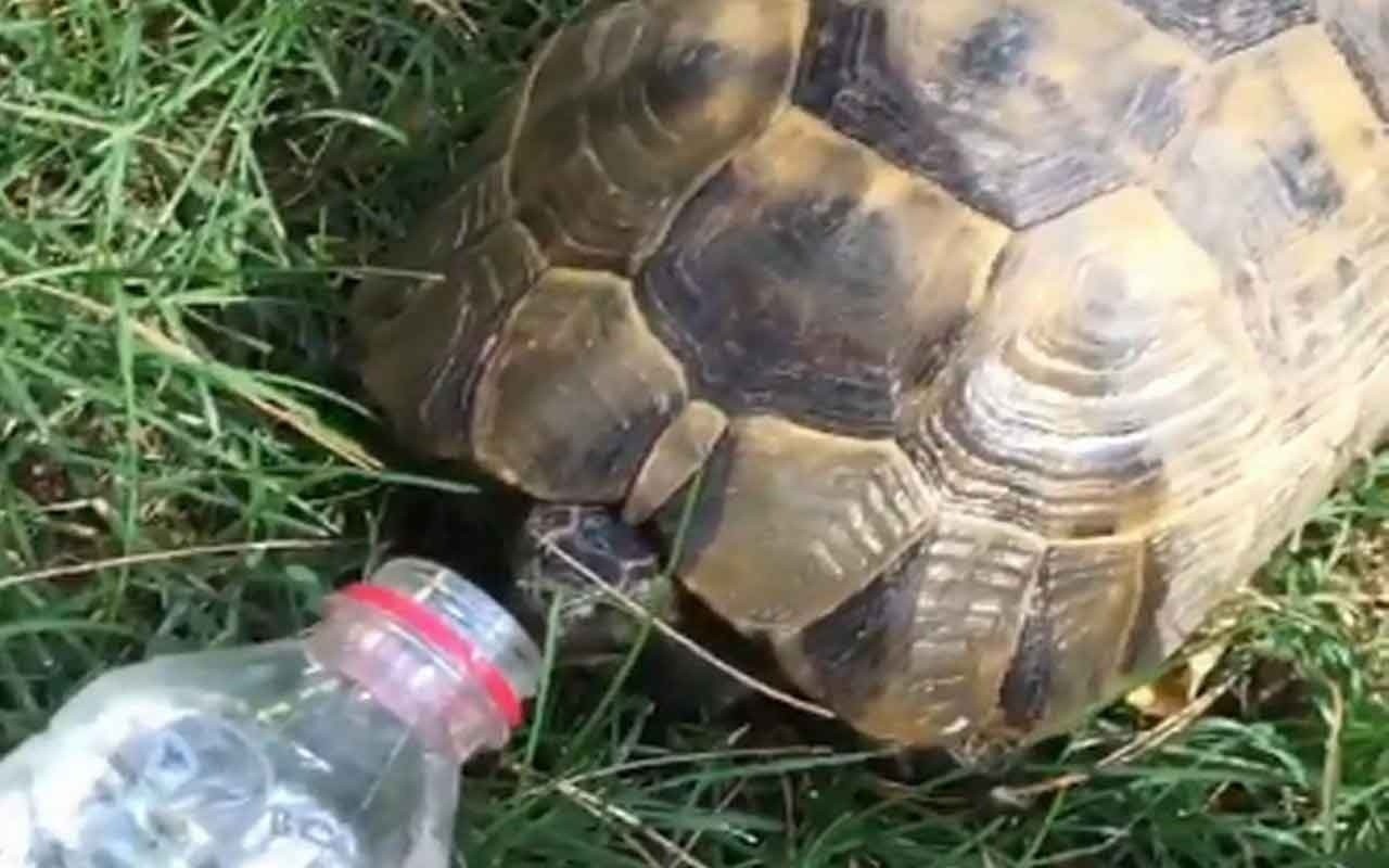 Sıcaktan bunalan kaplumbağaya pet şişeden su içirdi