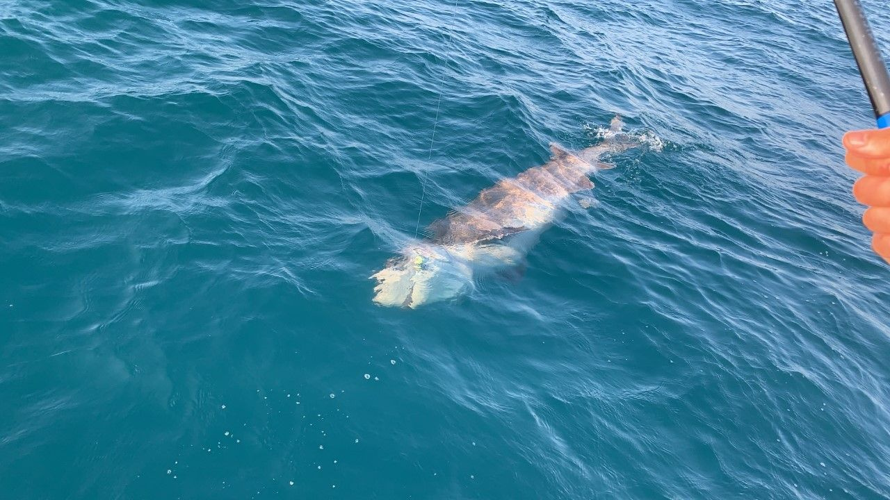 Çanakkale’de amatör balıkçıların oltasına 4 metre uzunluğunda köpek balığı takıldı