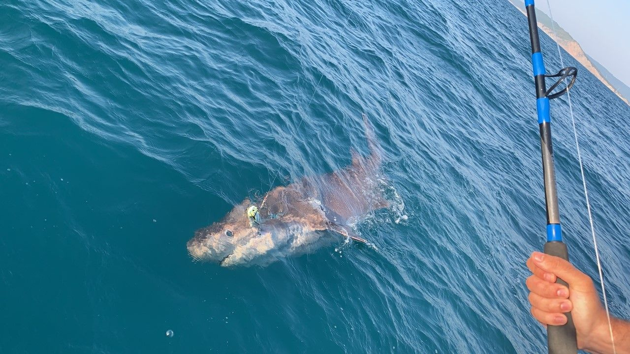 Çanakkale’de amatör balıkçıların oltasına 4 metre uzunluğunda köpek balığı takıldı