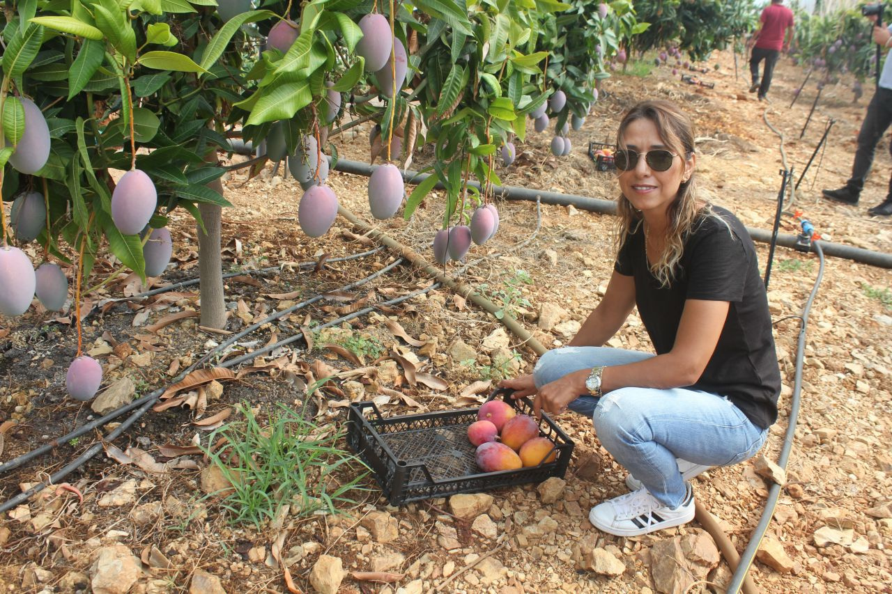 Antalya Gazipaşa'da mango hasadı Tanesi 35 lira