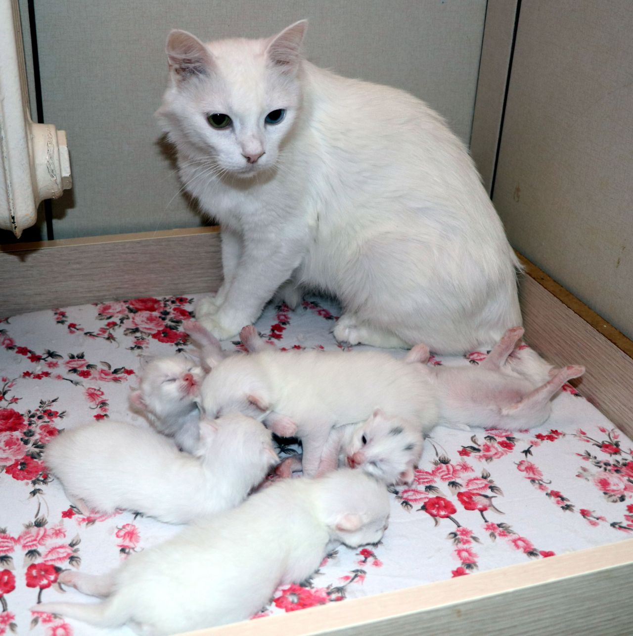 10 yavru doğurup rekor kırmıştı! 'Nazlı' kedi ve yavrularına ziyaretçi ilgisi!