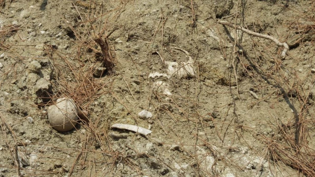 Balıkesir'de yol kenarında çok sayıda kemik ortaya çıktı
