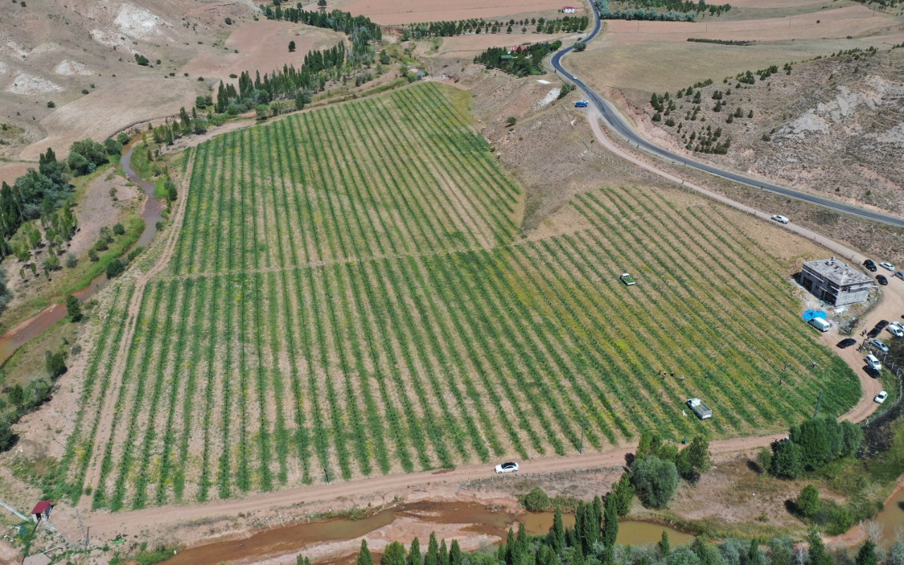 Yetişmez denilen Sivas'ta 150 ton karpuz hasadı