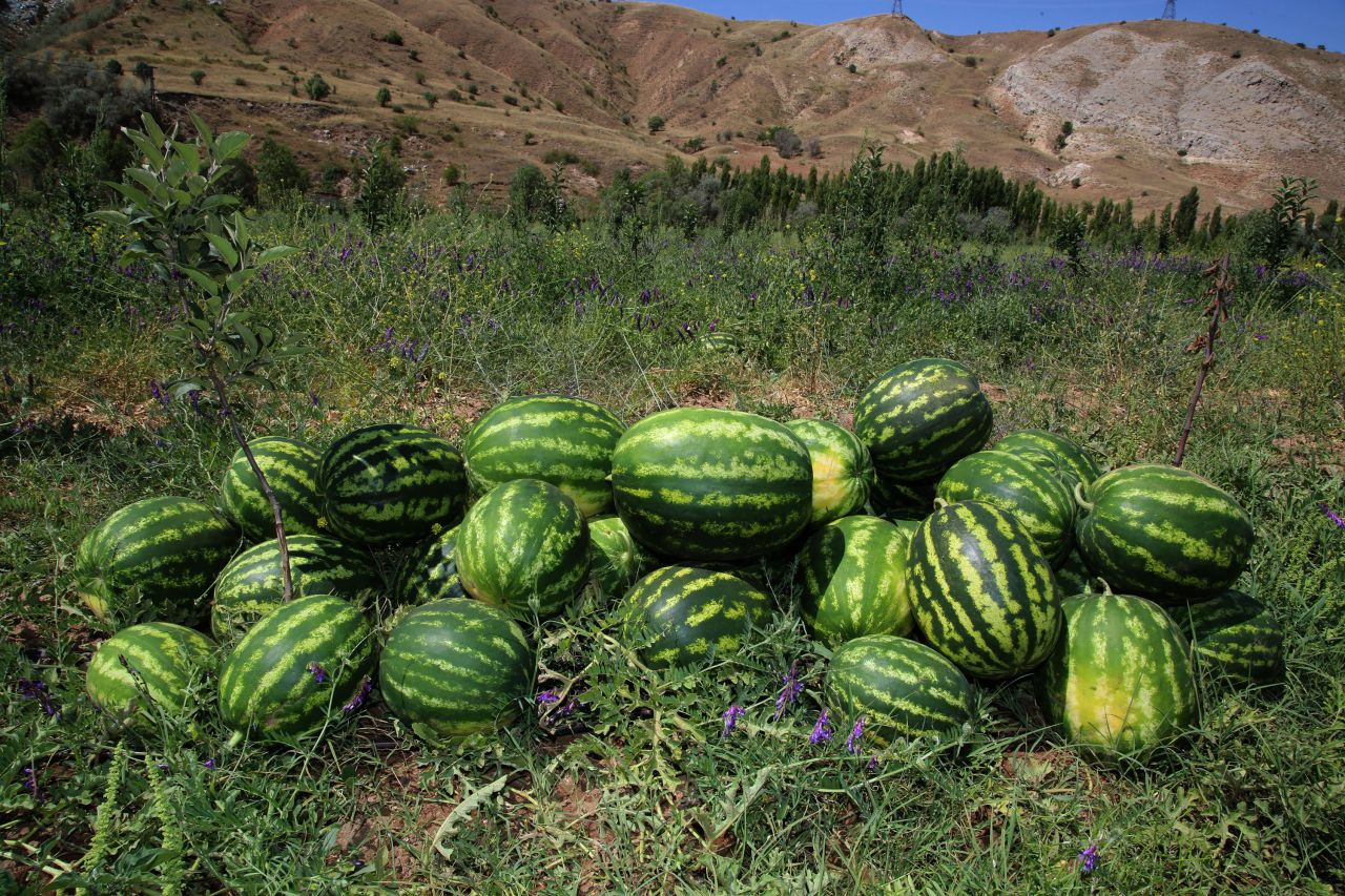 Yetişmez denilen Sivas'ta 150 ton karpuz hasadı