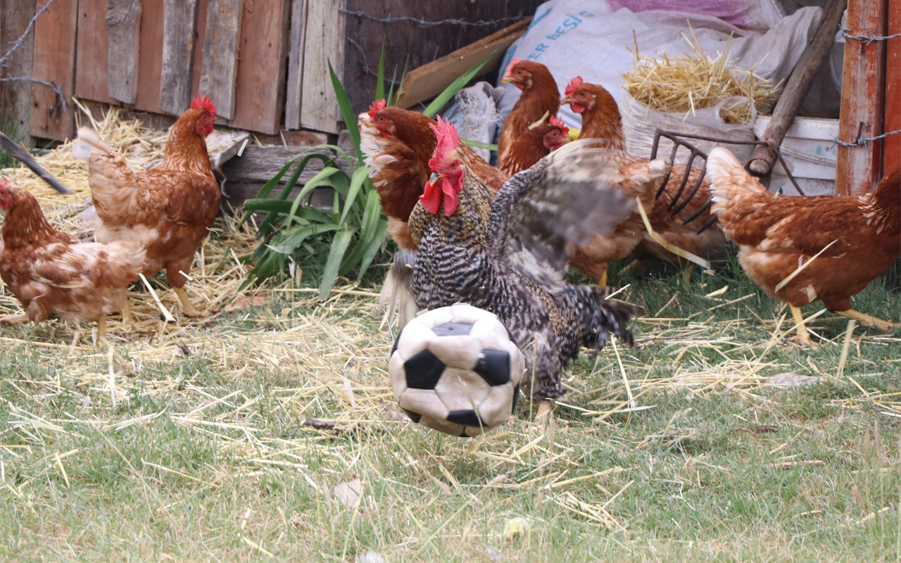 Futbol tutkunu horoz atılan paslara böyle şut çekiyor