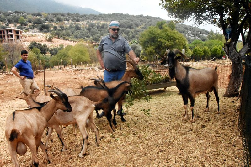 Çok hızlı büyüyor ve çok süt veriyor Antalya'da yeni keçi türü oluştu!