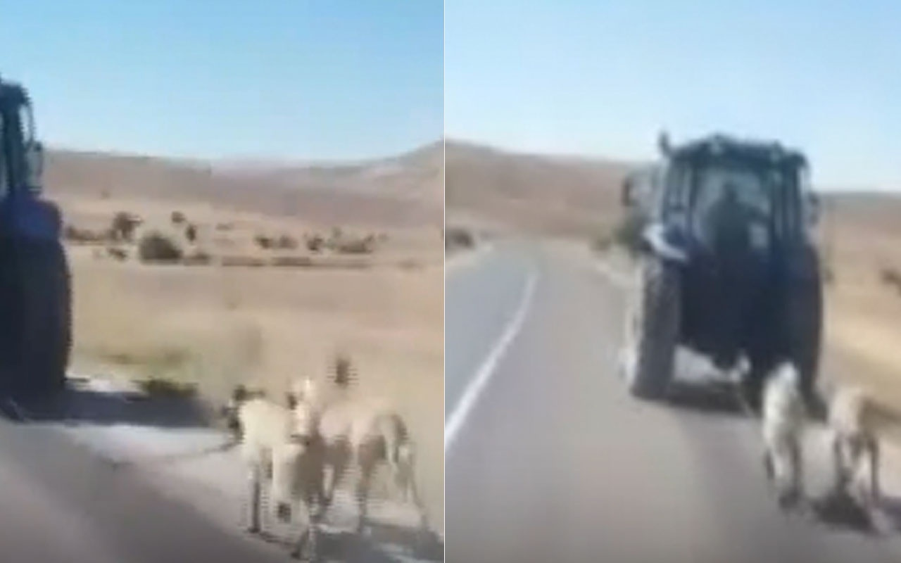 Sivas'ta iki köpeği traktöre bağladı! Vali kayıtsız kalmadı gözaltına alındı