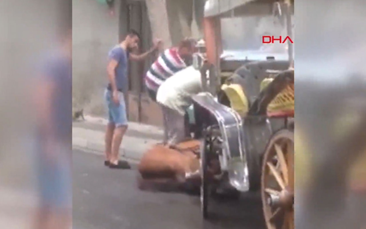 Büyükada'da faytona sürülen at yere yığıldı tepki çeken görüntü