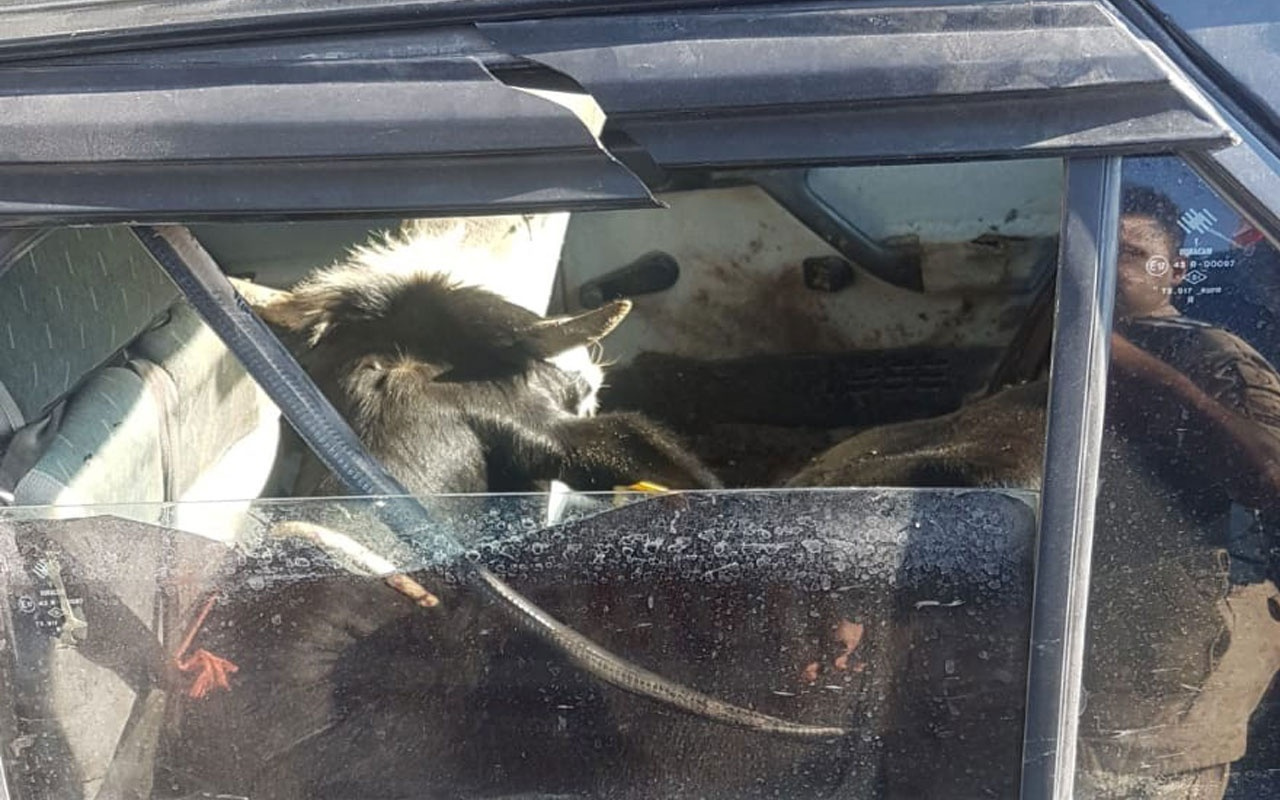 Çaldıkları büyükbaş hayvanları otomobille kaçırırken yakalandılar