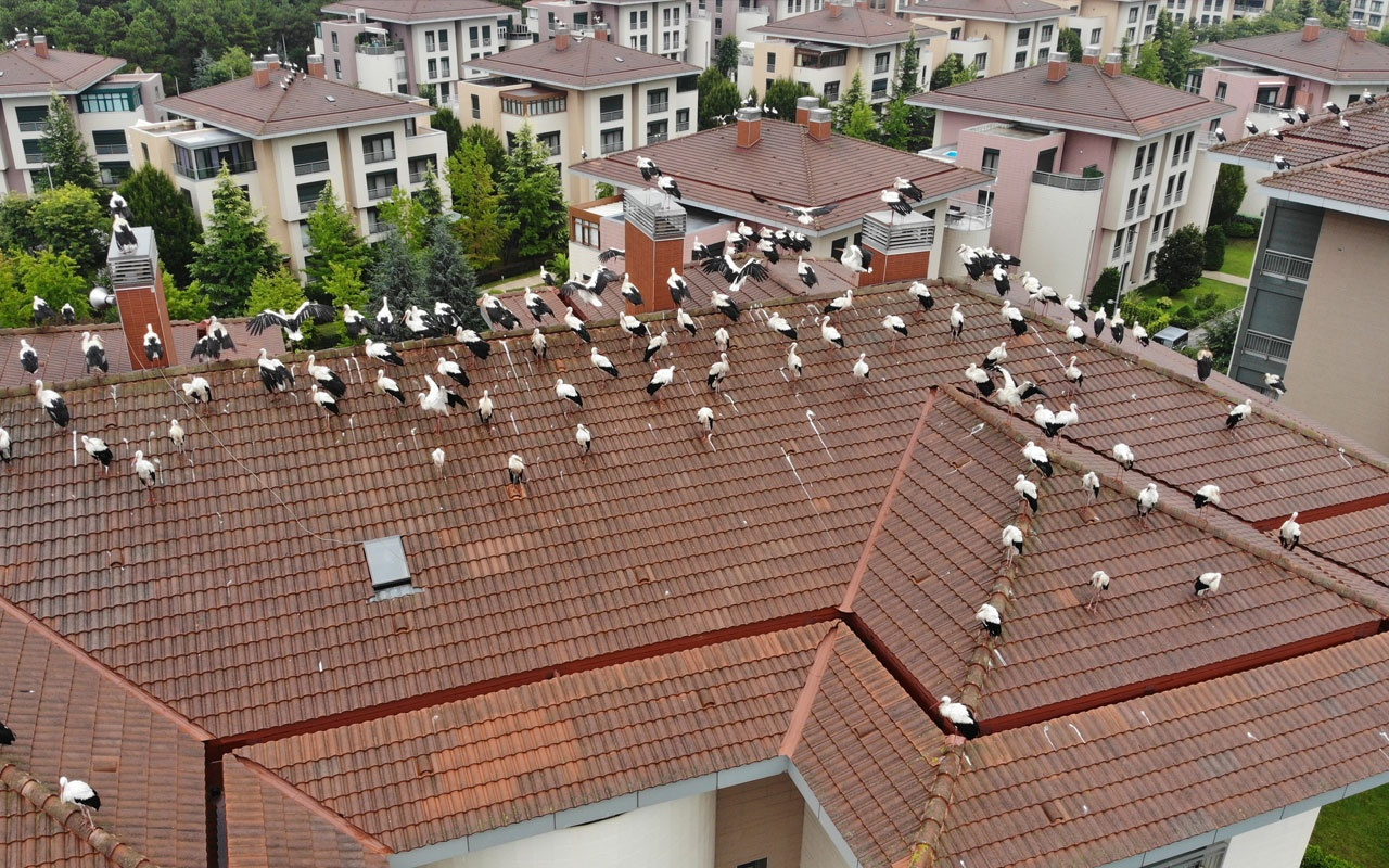 Leyleklerin göç molası havadan görüntülendi