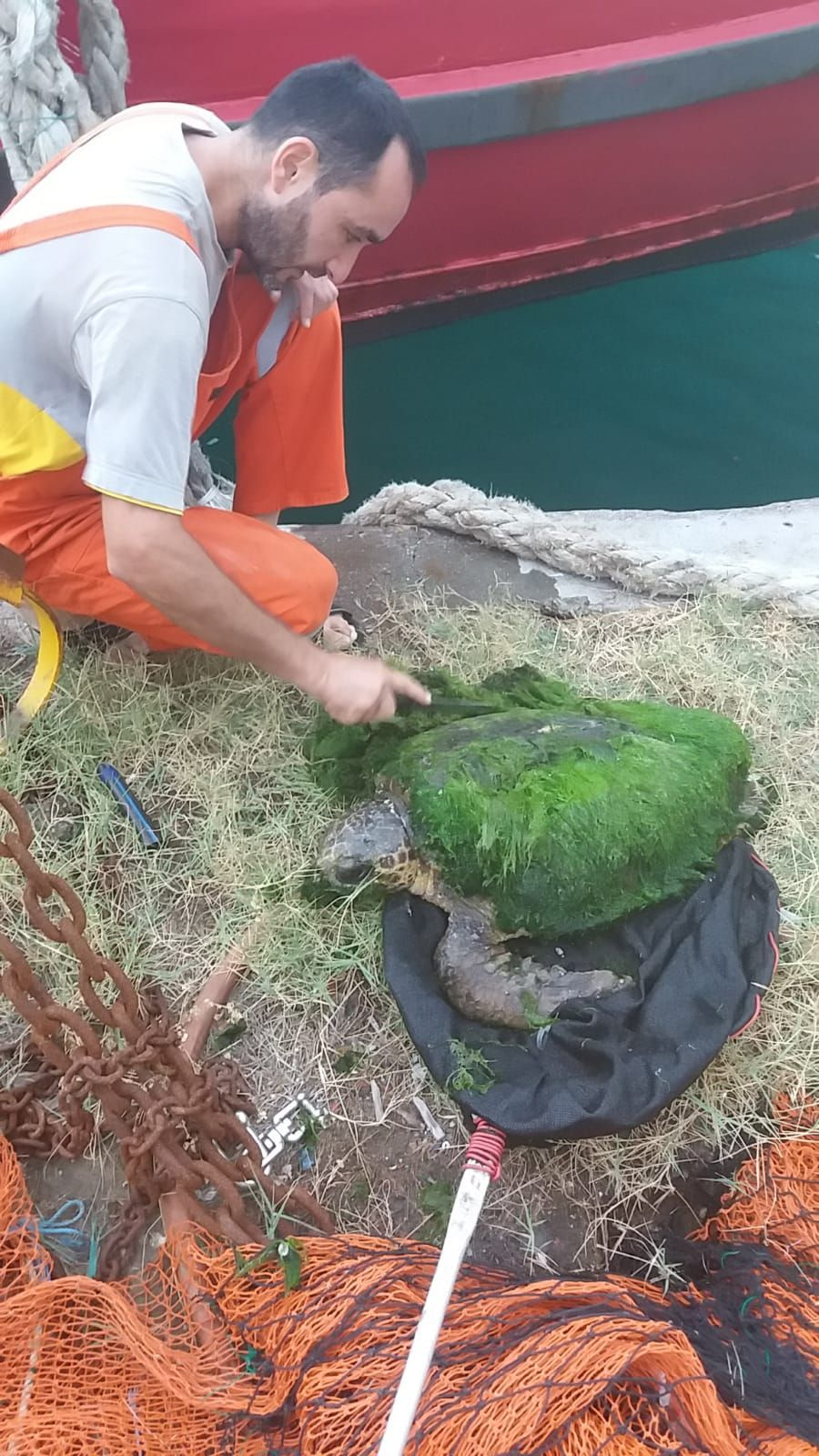 Hatay'da yosun bağlamış kaplumbağayı balıkçılar kurtardı