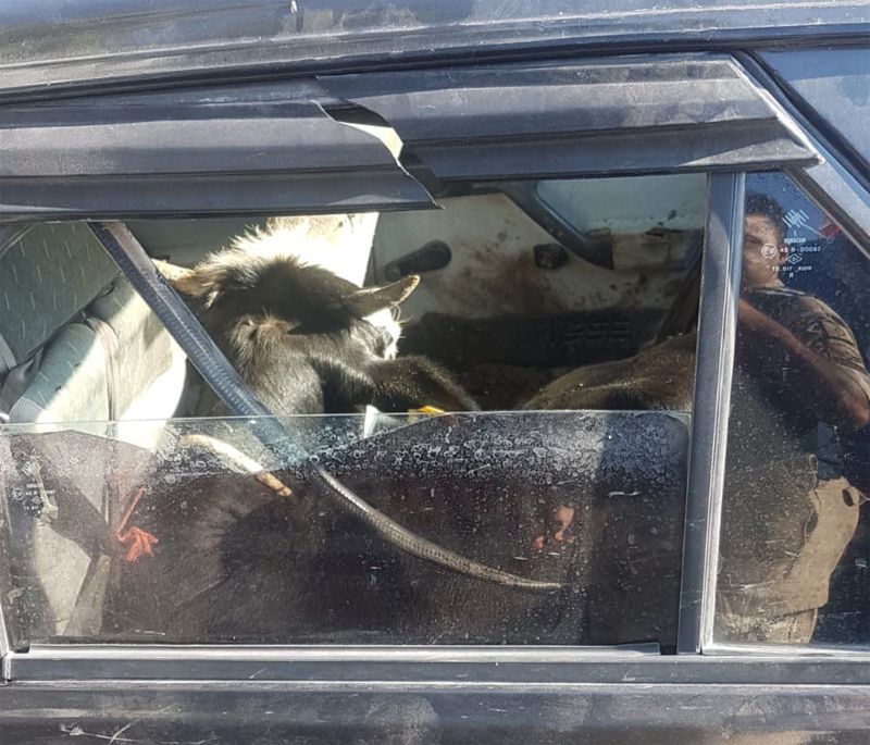 Kaçan arabadan iki inek çıktı jandarmayı dumur eden olay