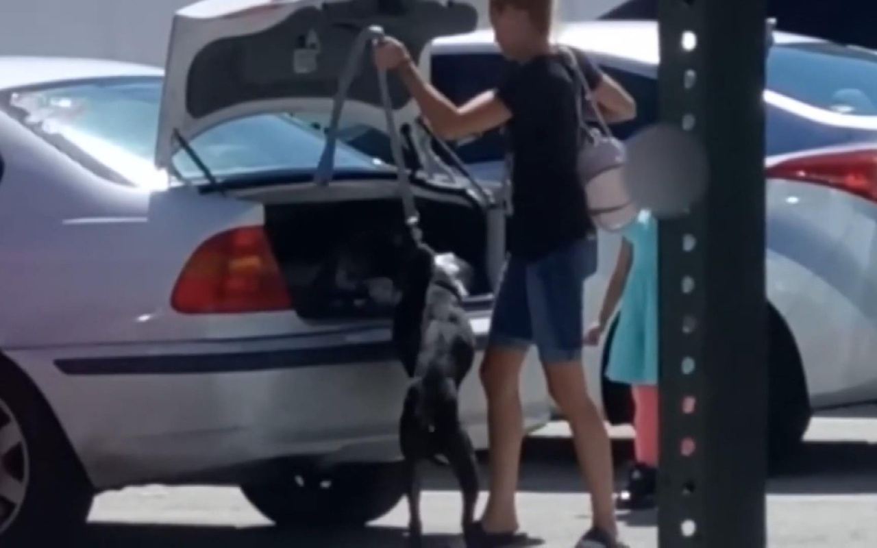 ABD'de bir kadın barınağa kabul edilmeyen köpeğini bagaja kilitledi