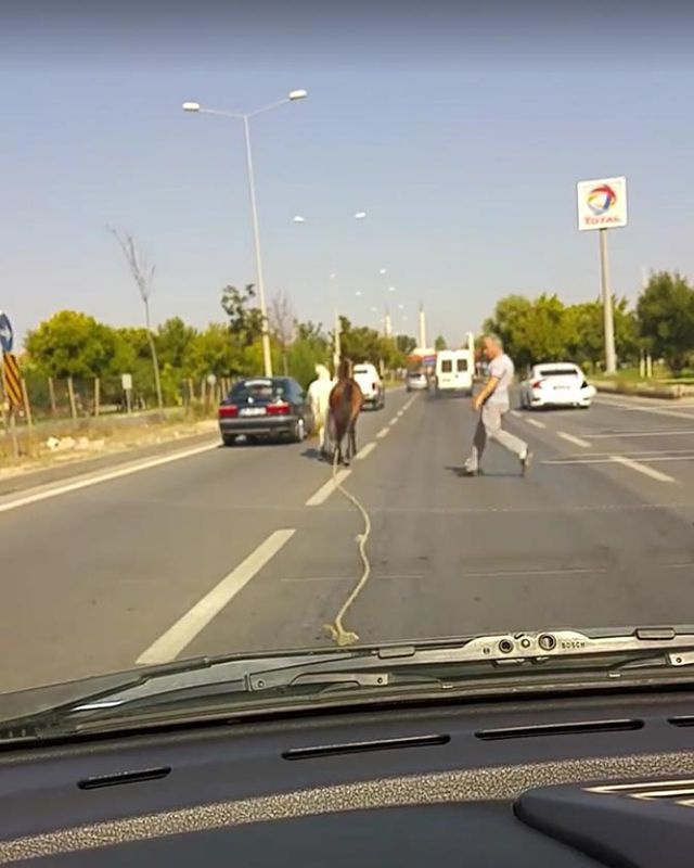 Eskişehir'de otomobilin çarptığı başıboş iki at telef oldu