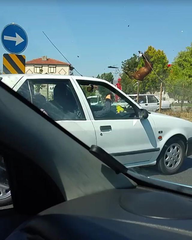 Eskişehir'de otomobilin çarptığı başıboş iki at telef oldu