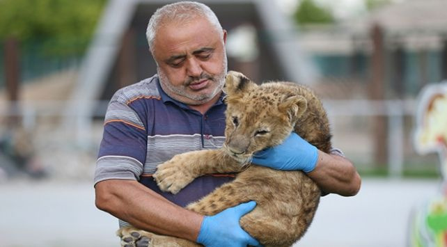 Kayseri'de annesinin kabul etmediği aslan yavrusu pusat bakıcısının kucağında uyuyor