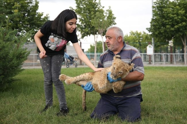 Kayseri'de annesinin kabul etmediği aslan yavrusu pusat bakıcısının kucağında uyuyor