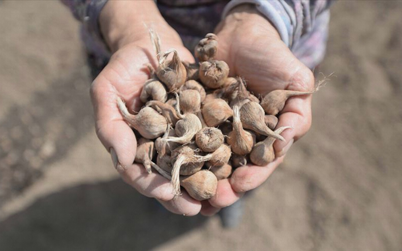 Karabük'te ekilen mucize bitki safranda hedef 20 kilogram