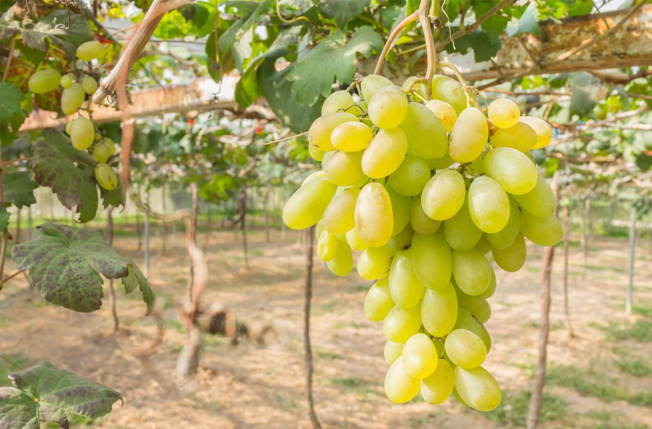 Сорт винограда Сицилия