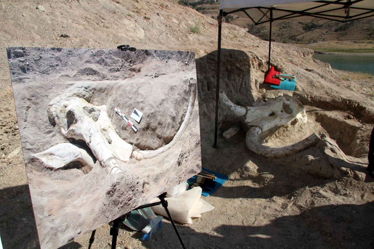 Kayseri'de bulundu! Fillerin atası... 7,5 milyon yıllık Choerolophodon'a cinsine ait fosil