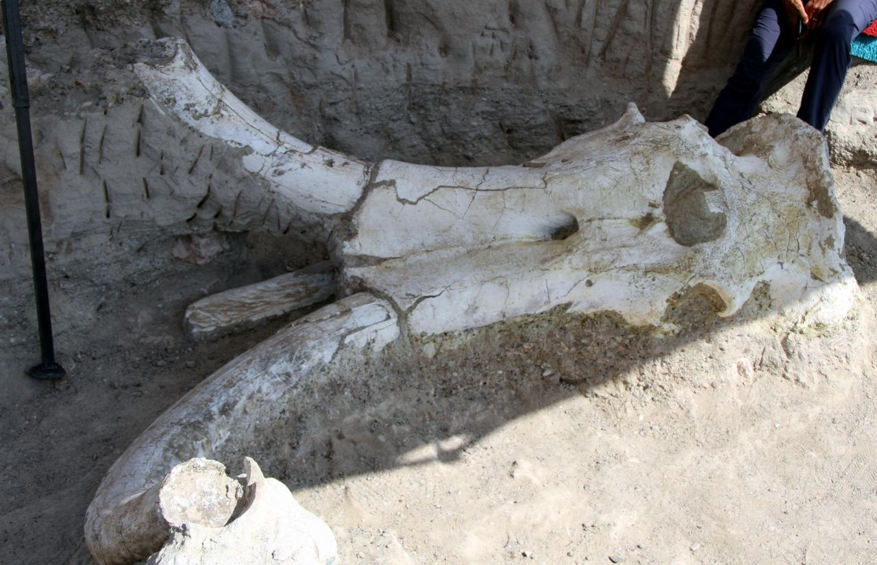 Kayseri'de bulundu! Fillerin atası... 7,5 milyon yıllık Choerolophodon'a cinsine ait fosil