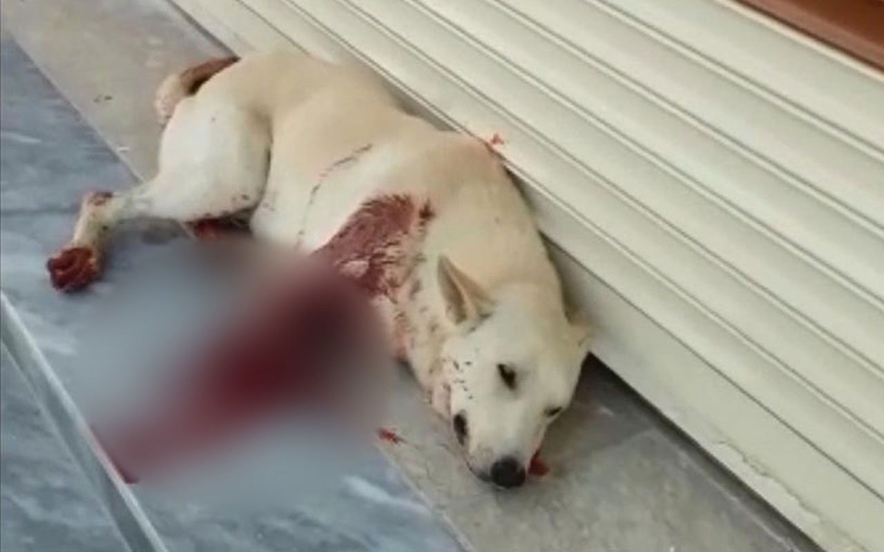 Şanlıurfa sesinden rahatsız olduğu köpeği vuran kişi gözaltına alındı