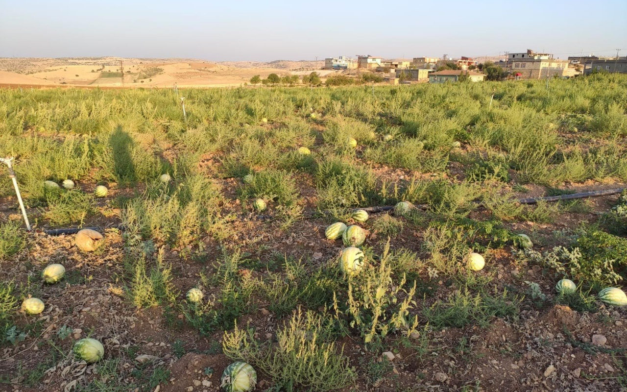 Mardin'de satılmayan karpuzlar tarlada çürüdü