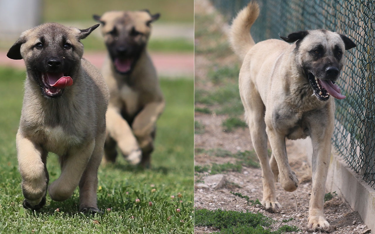 15 ay sıra bekleniyor! Bu Kangal köpekleri dünyaya gelmeden satılıyor