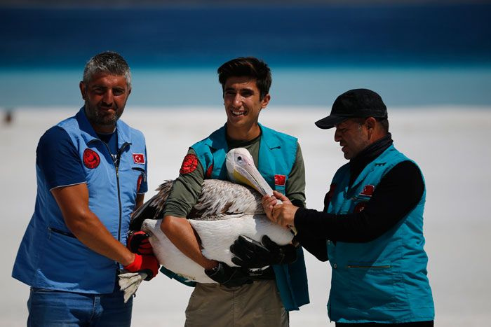 Emine Erdoğan Salda Gölü'nde incelemede bulundu mest olduğu hayvana ilk kez dokundu