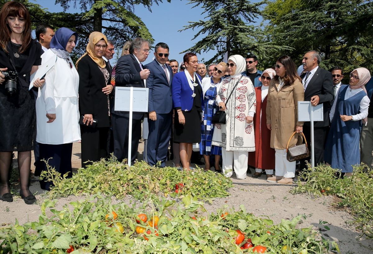 Emine Erdoğan "Ata Tohumu Projesi" tanıtım toplantısına katıldı sebzeleri kokladı