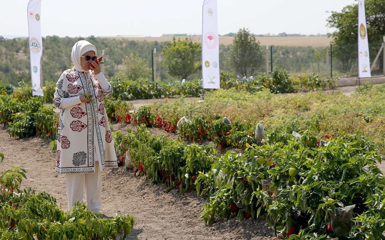 Emine Erdoğan "Ata Tohumu Projesi" tanıtım toplantısına katıldı sebzeleri kokladı