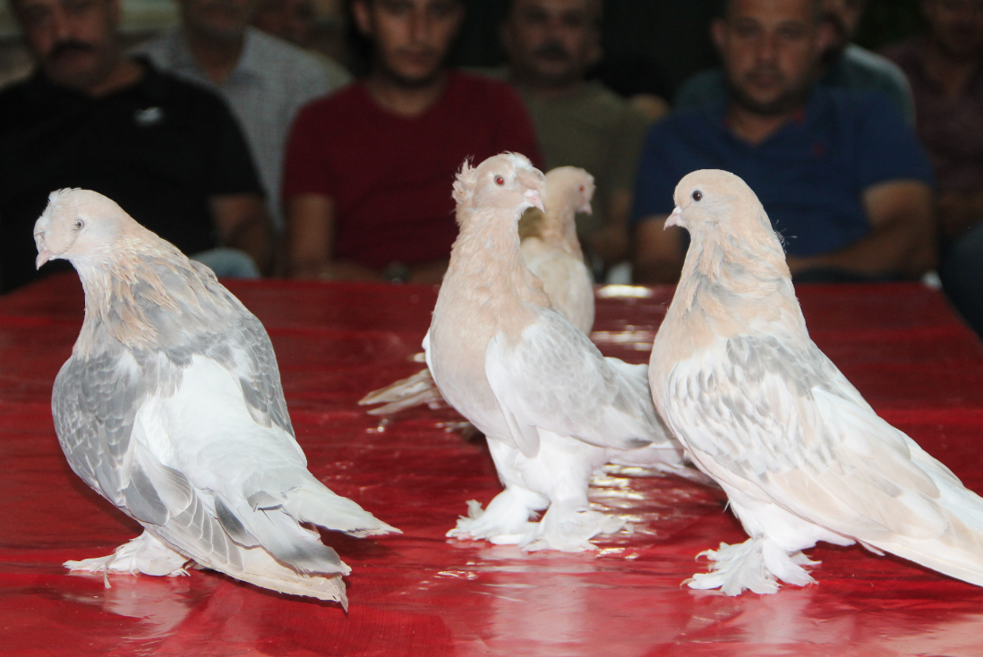 Güvercin fiyatlarını duyanların ağzı açık kalıyor Amasya'da araba fiyatına satılıyor