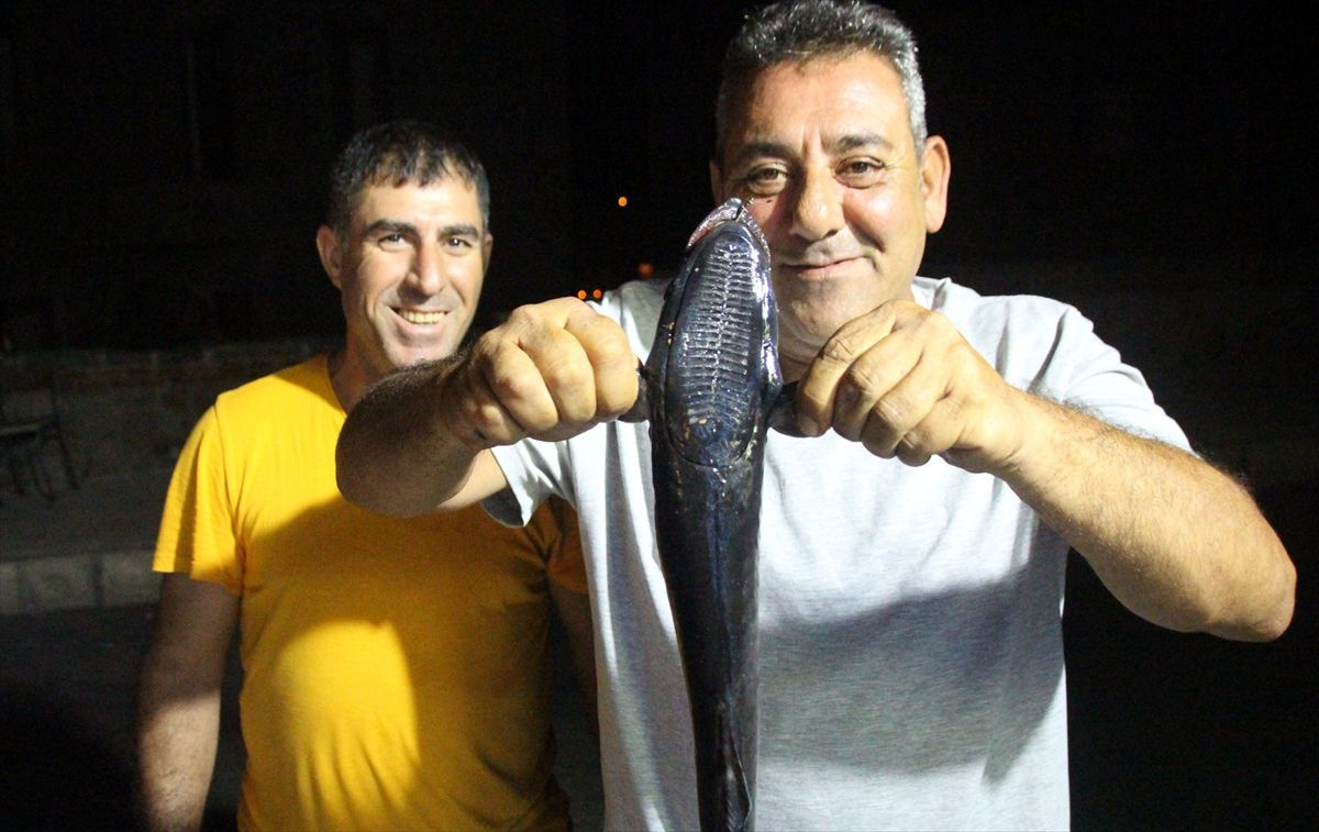 Muğla Bodrum'da oltaya vantuz balığı takıldı