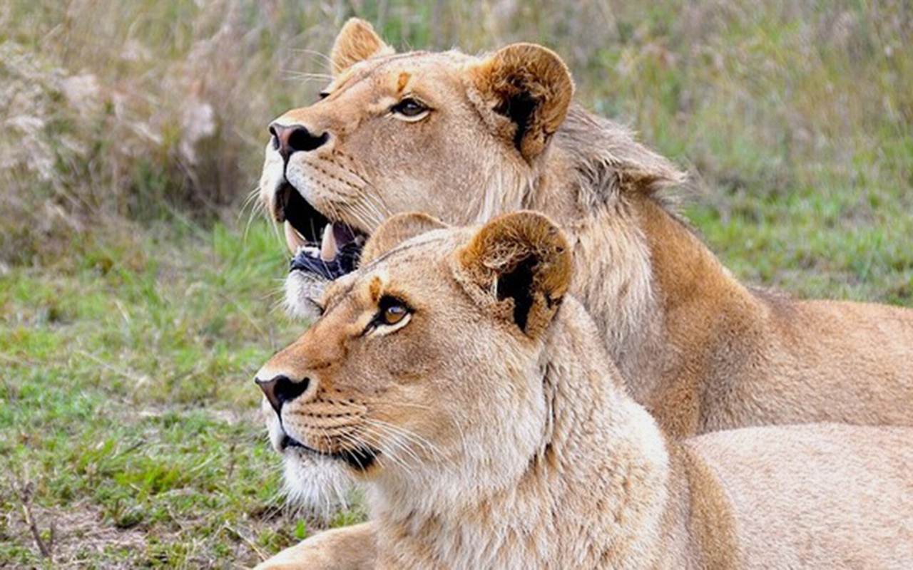 Kamerun'da parktan kaçan iki aslan korku salmayı sürdürüyor