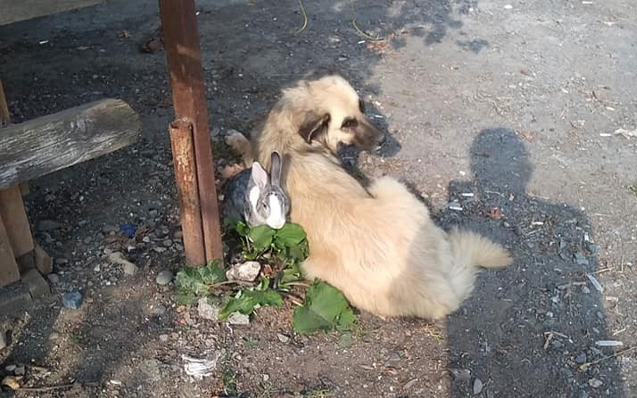 Tavşan ile köpeğin dostluğu görenleri şaşırtıyor