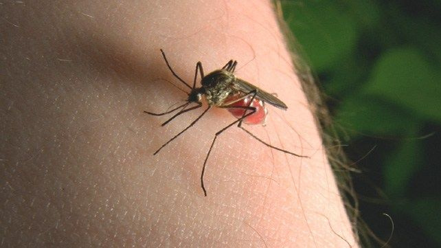 Sivrisinekler en çok erkekleri ve 0 kan grubunu ısırıyor! Isırılan yere fiske atın