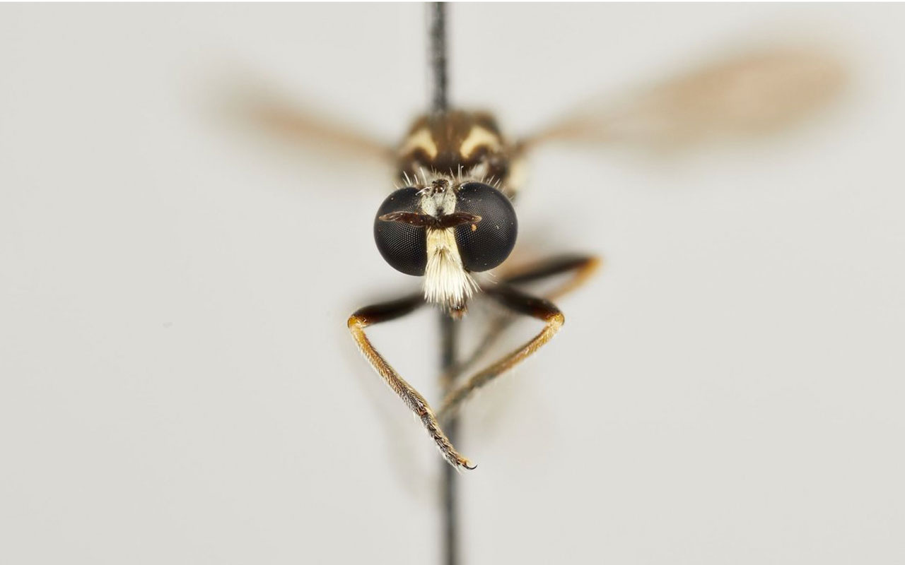 Büyük İskender'i de öldürmüştü! Hortlayan virüs! Asya kaplan sivrisinek ısırığında 3 ölümcül risk!