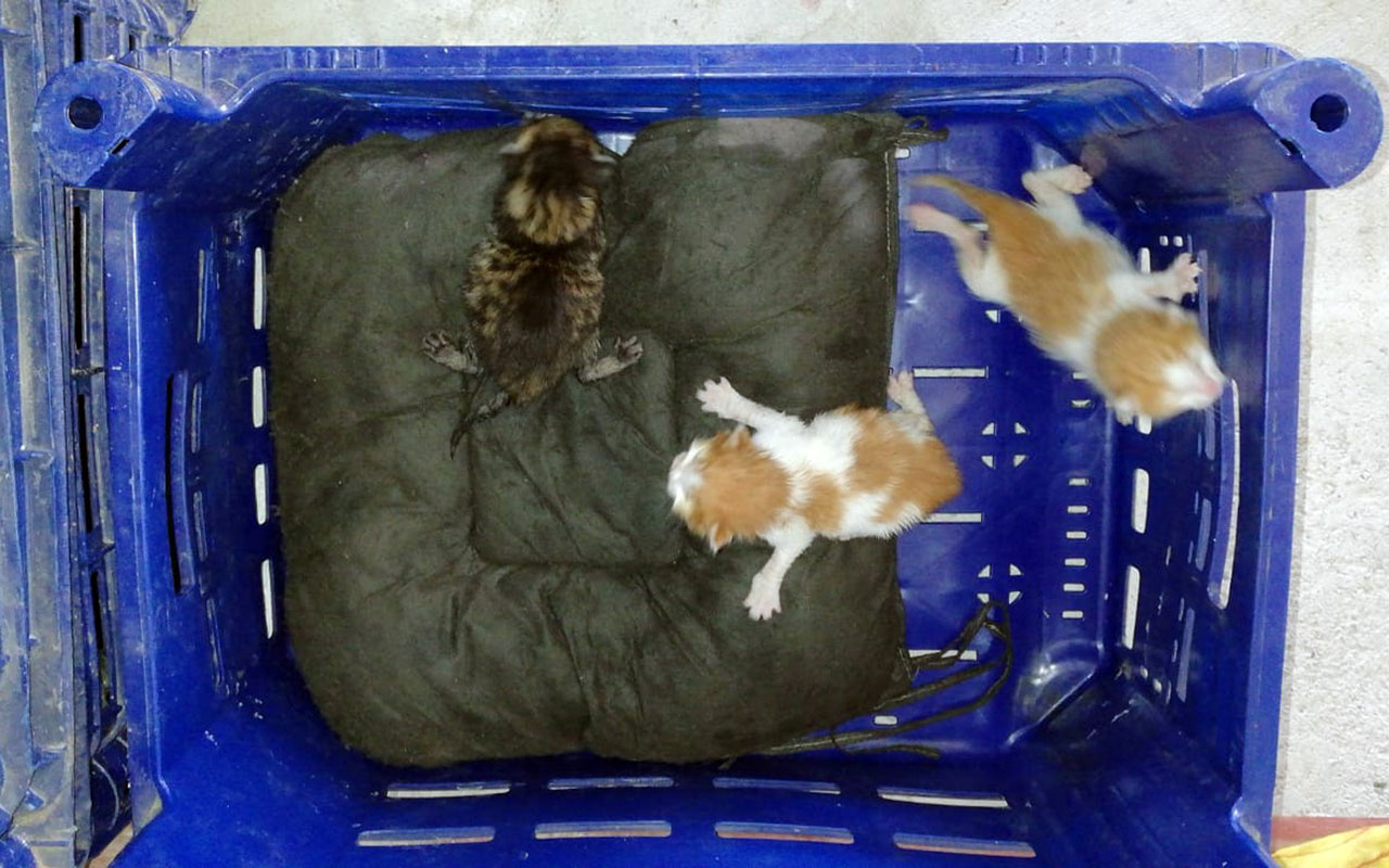 3 yavru kedi domates kasasında İstanbul'dan Antalya'ya gitti