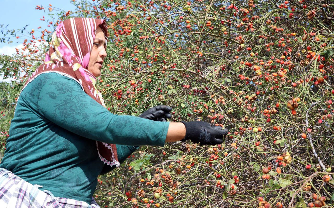 Hem doğal hem şifa deposu! Kuşburnu marmelatı böyle oluyor