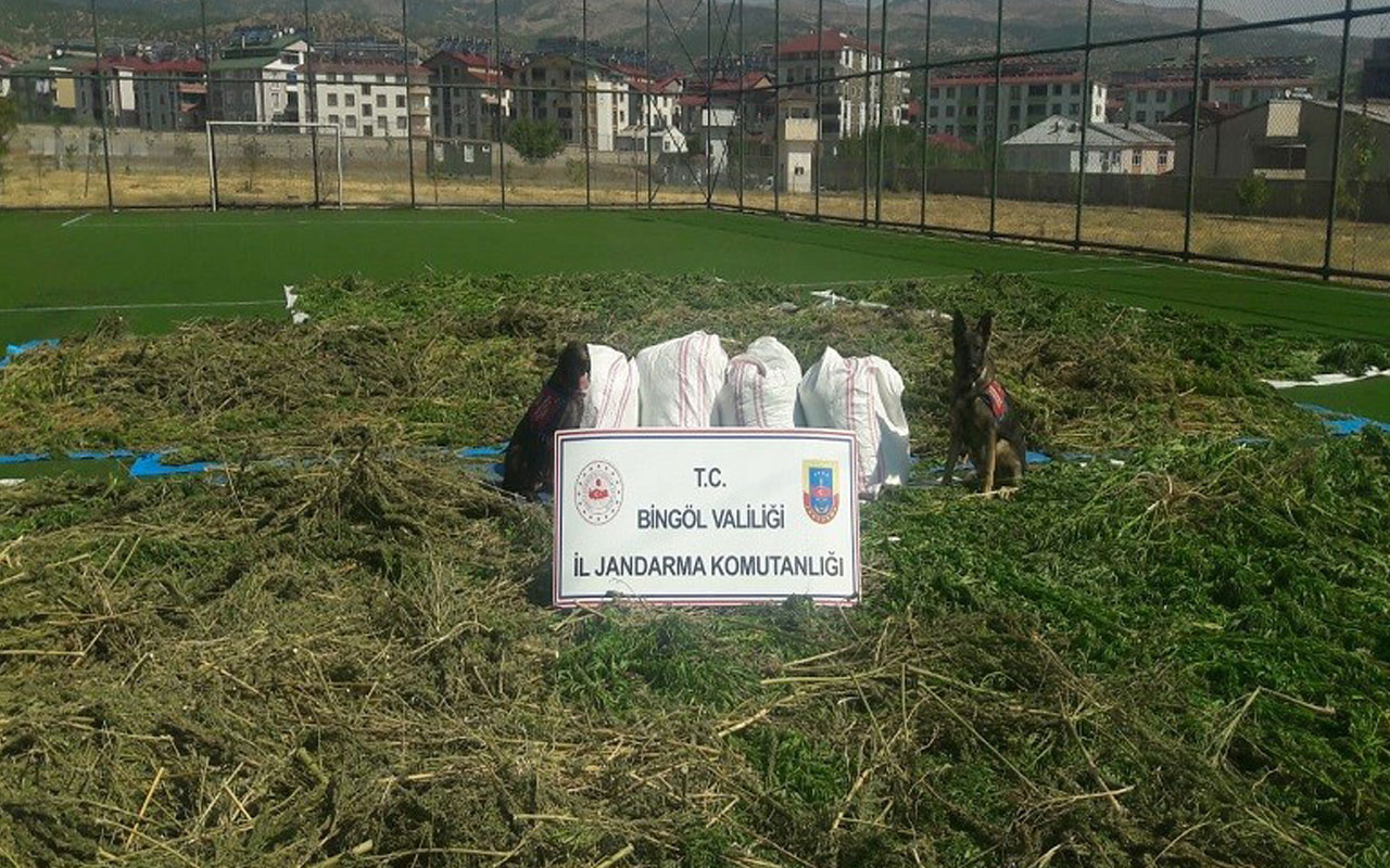 Bingöl’de 89 kilo esrar ve 270 bin kök kenevir ele geçirildi