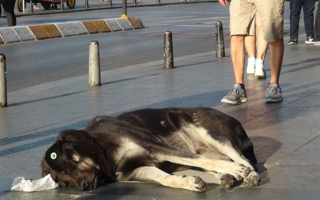 Taksim’de turist kadın sevdiği köpek tarafından ısırıldı