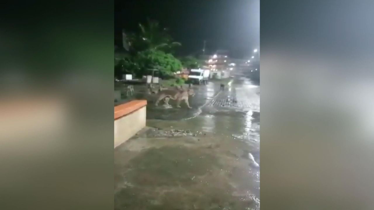 Hindistan’da barınaklarını su basan aslanlar sokağa indi