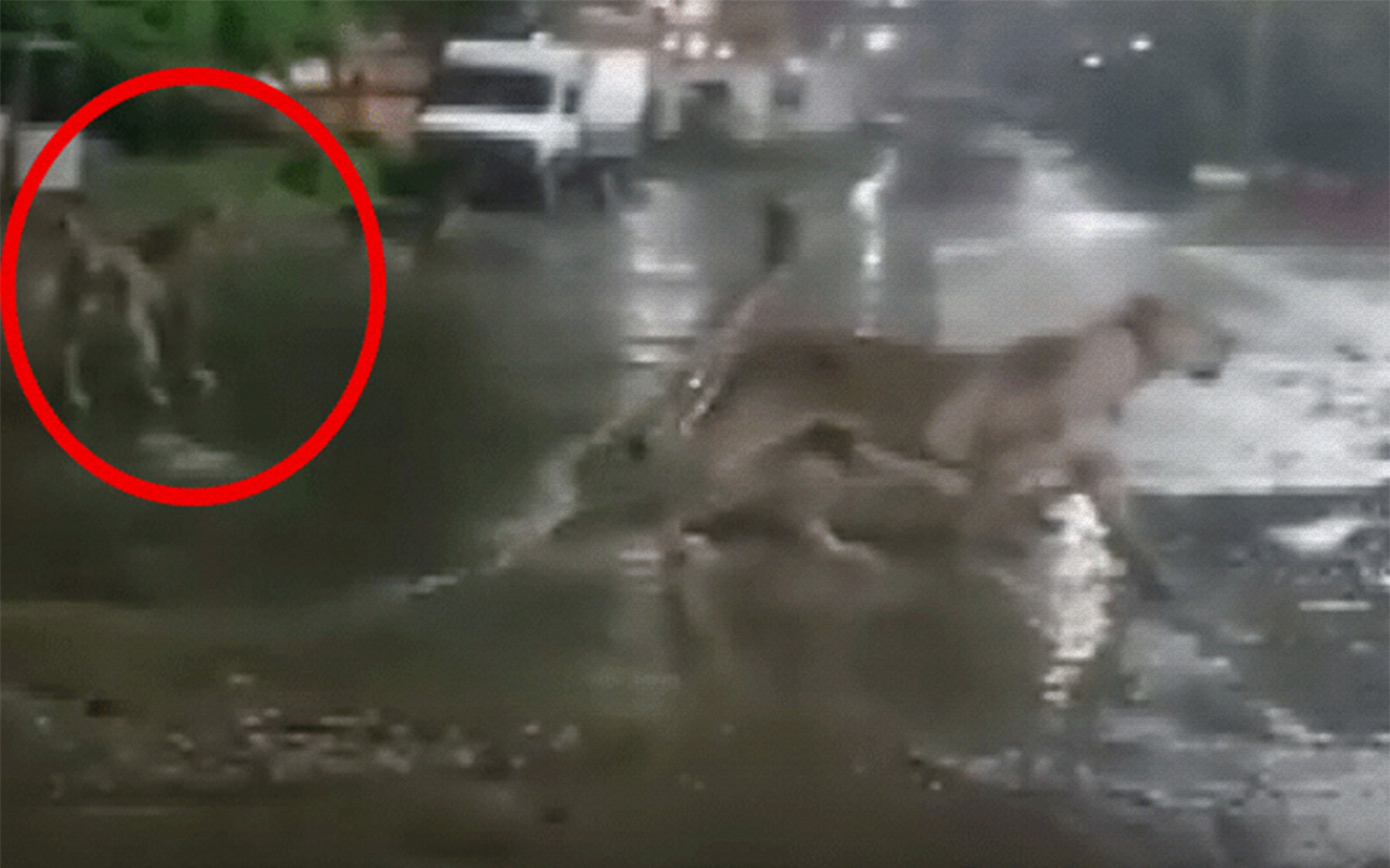 Hindistan’da barınaklarını su basan aslanlar sokağa indi
